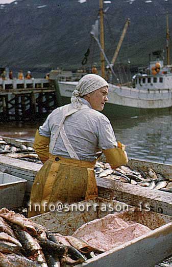 Filma: HS009964-01