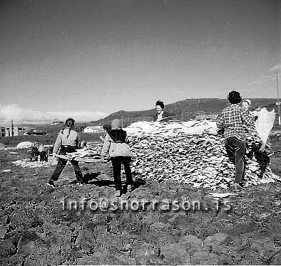 Filma: SS01919-01.jpg 