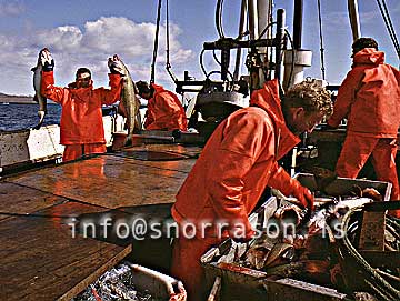 Filma: HS001743-01