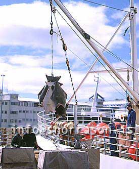 Filma: HS012815-01
